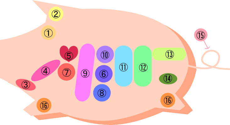 豚の副生物の部位名称